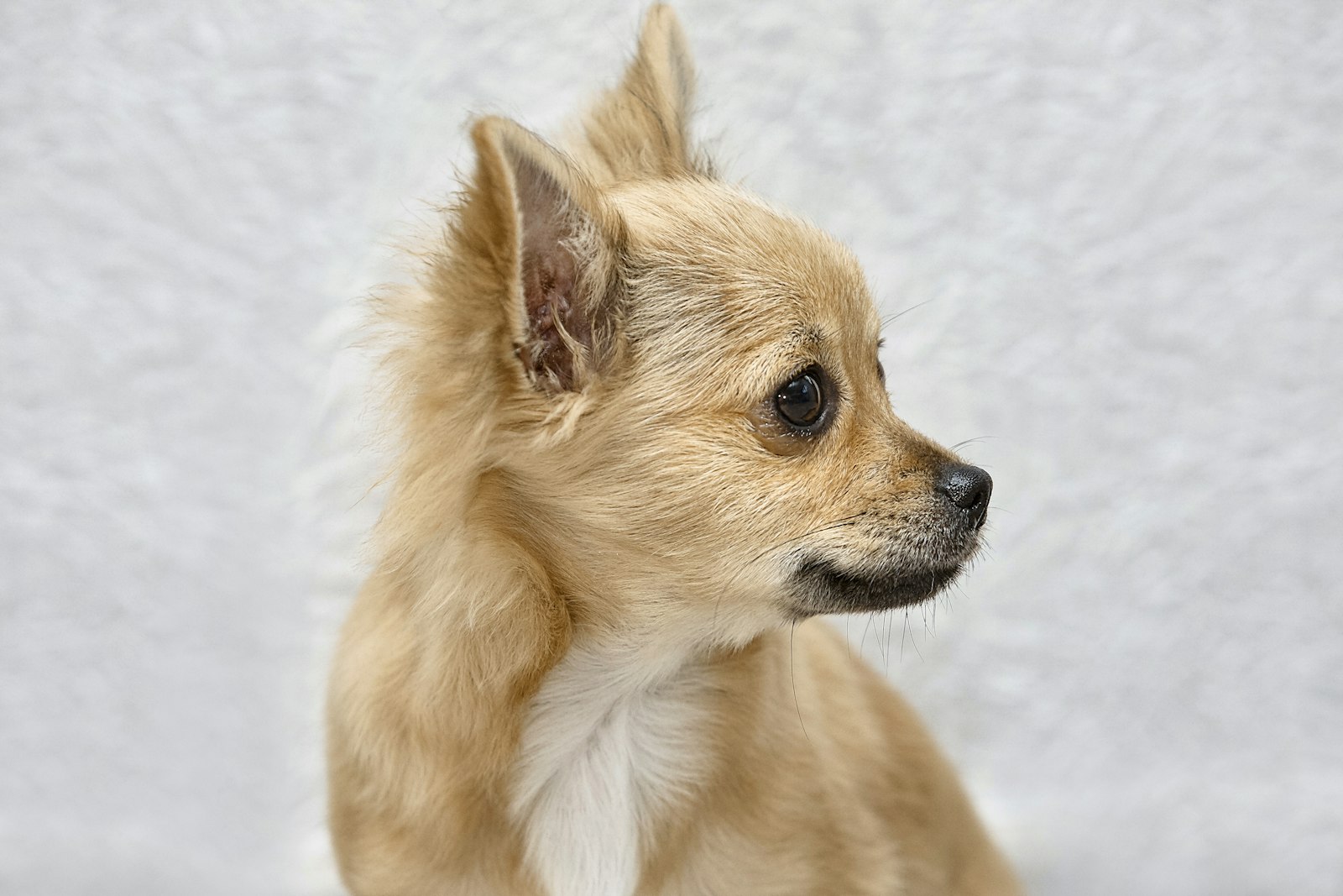 San Mateo vet clinic guide for Chihuahuas and Maltese: dental disease and heart valve problems