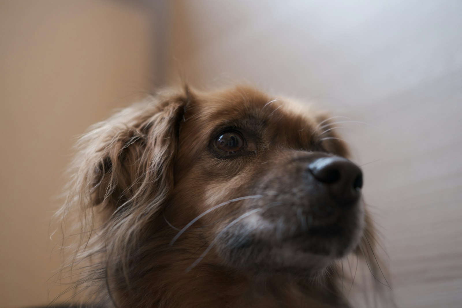 Cocker Spaniels and common ear and eye problems: what San Mateo dog owners should watch for